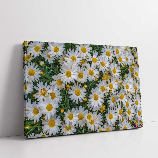 Daisies flowers white yellow green canvas picture print