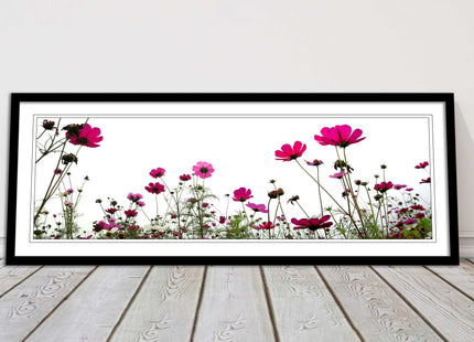 Pink wild flowers on a white background. Panoramic framed picture print