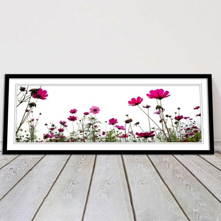 Pink wild flowers on a white background. Panoramic framed picture print