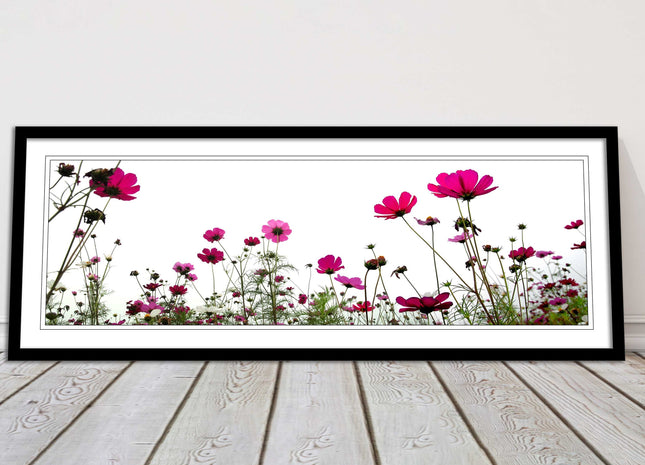 Pink wild flowers on a white background. Panoramic framed picture print