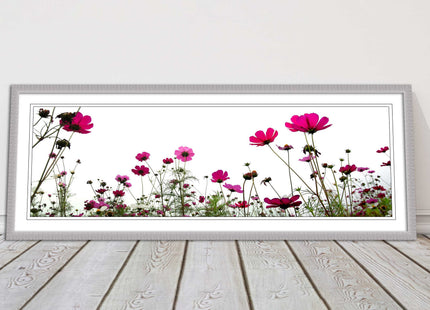 Pink wild flowers on a white background. Panoramic framed picture print