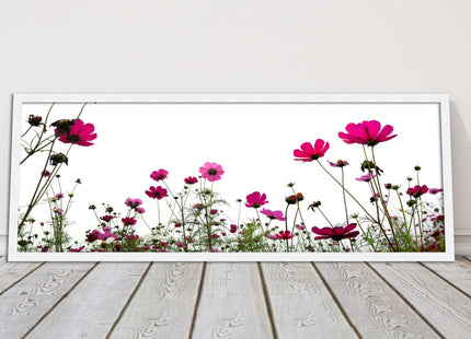 Pink wild flowers on a white background. Panoramic framed picture print