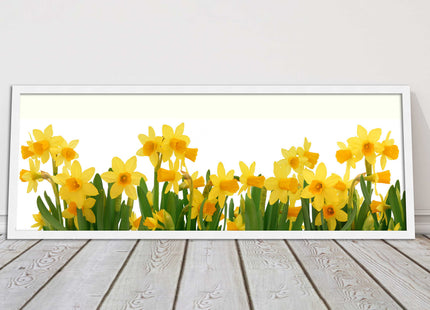 daffodils canvas picture print framed ready to hand choice of colours and sizes