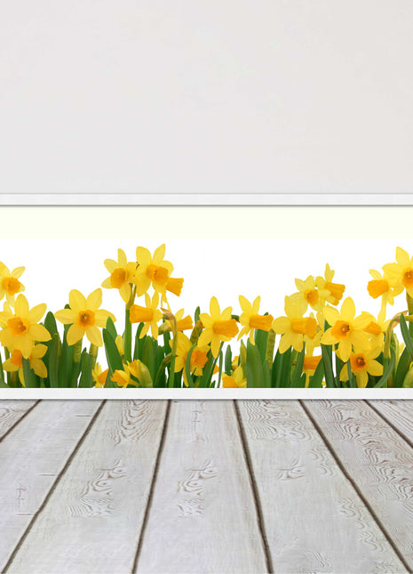 daffodils canvas picture print framed ready to hand choice of colours and sizes