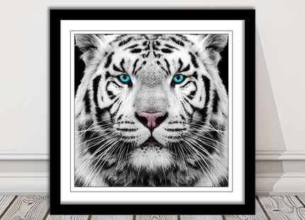 White Siberian Tiger, framed picture with print. A choice of frames