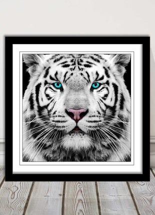White Siberian Tiger, framed picture with print. A choice of frames