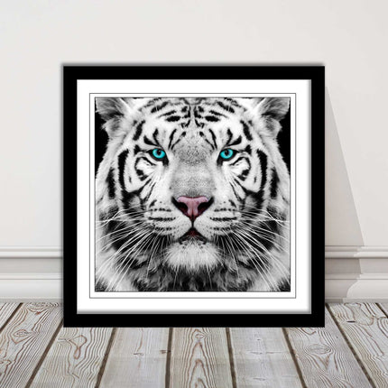 White Siberian Tiger, framed picture with print. A choice of frames