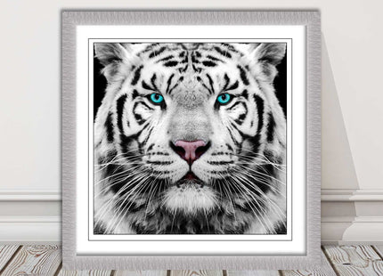 White Siberian Tiger, framed picture with print. A choice of frames