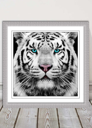 White Siberian Tiger, framed picture with print. A choice of frames