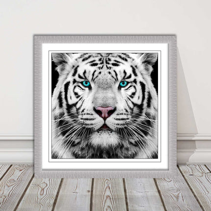 White Siberian Tiger, framed picture with print. A choice of frames