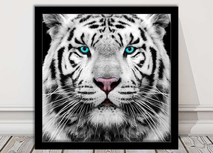 White Siberian Tiger, framed picture with print. A choice of frames