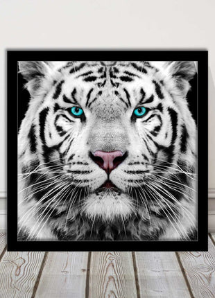 White Siberian Tiger, framed picture with print. A choice of frames