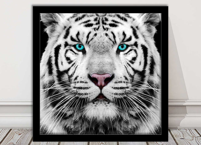 White Siberian Tiger, framed picture with print. A choice of frames