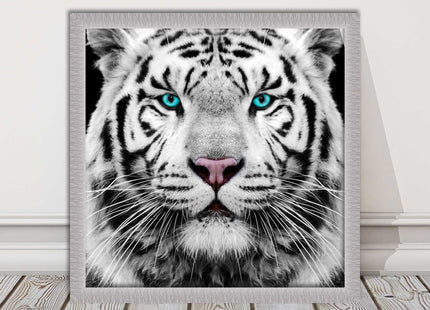 White Siberian Tiger, framed picture with print. A choice of frames