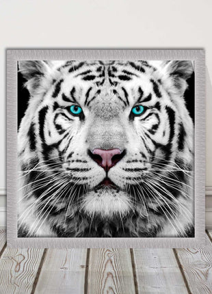 White Siberian Tiger, framed picture with print. A choice of frames