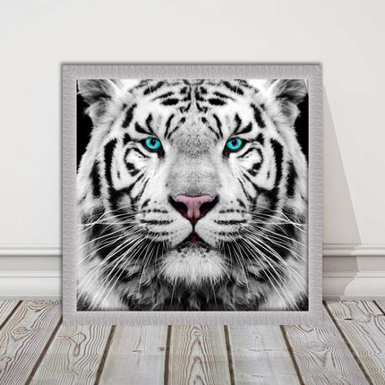 White Siberian Tiger, framed picture with print. A choice of frames