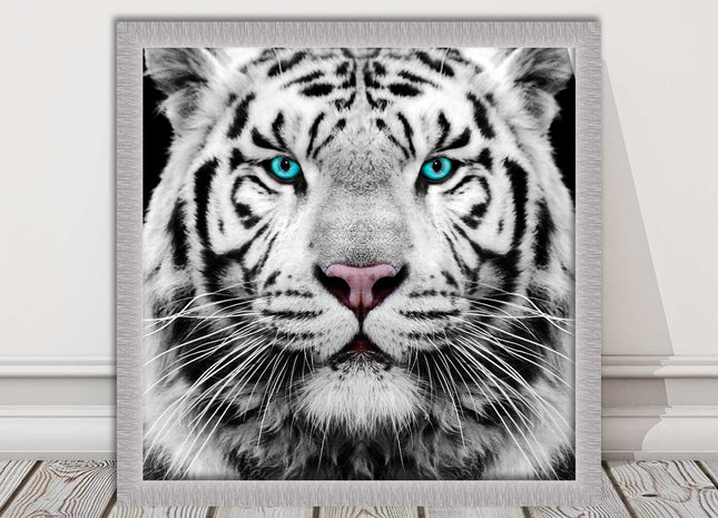 White Siberian Tiger, framed picture with print. A choice of frames