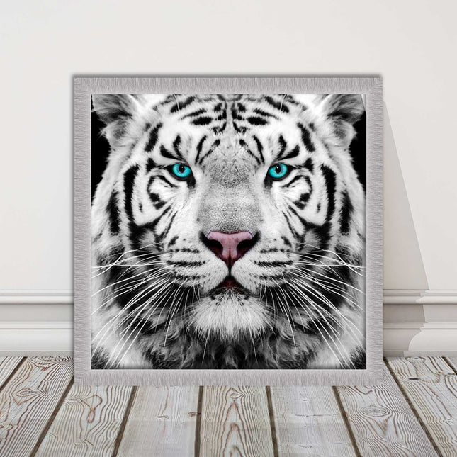 White Siberian Tiger, framed picture with print. A choice of frames