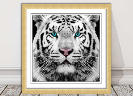 White Siberian Tiger, framed picture with print. A choice of frames