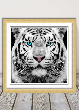 White Siberian Tiger, framed picture with print. A choice of frames