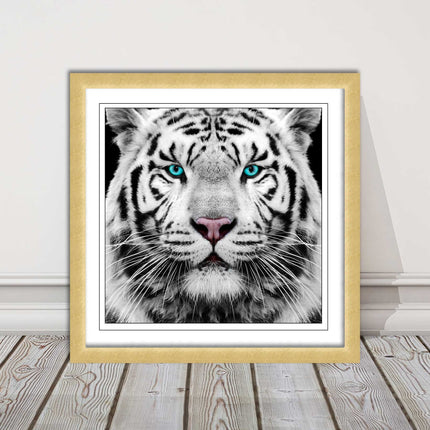 White Siberian Tiger, framed picture with print. A choice of frames
