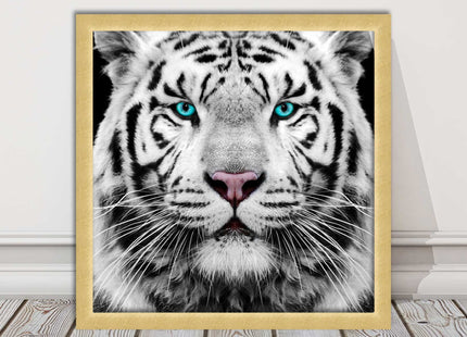 White Siberian Tiger, framed picture with print. A choice of frames