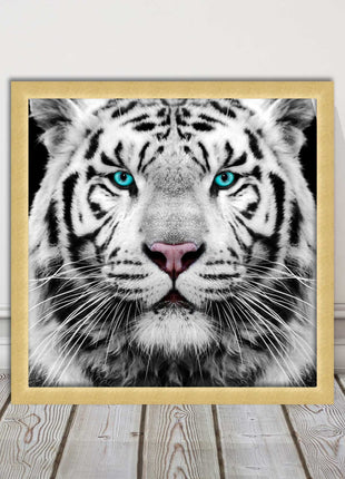 White Siberian Tiger, framed picture with print. A choice of frames