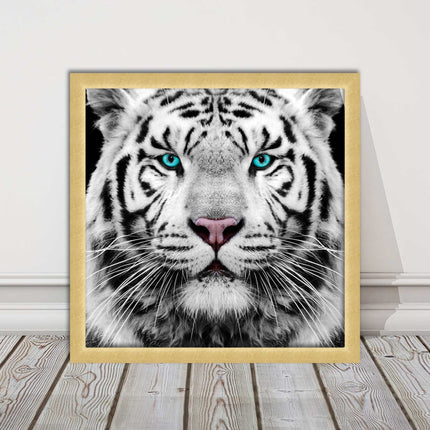 White Siberian Tiger, framed picture with print. A choice of frames