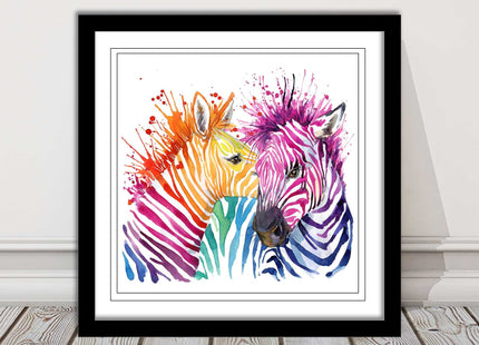 Zebras multi coloura Framed picture print. Colour splash white background