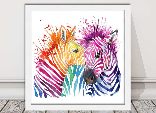 Zebras multi coloura Framed picture print. Colour splash white background