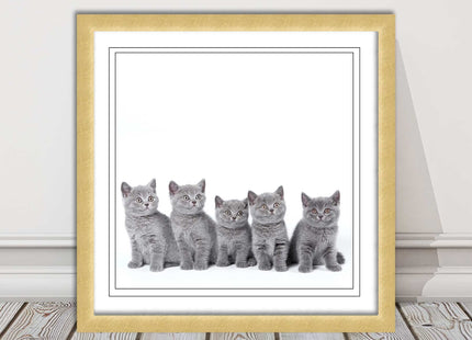 Cute Grey Kittens framed picture with print. A choice of frames and sizes square