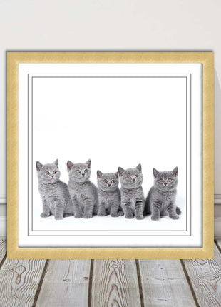 Cute Grey Kittens framed picture with print. A choice of frames and sizes square
