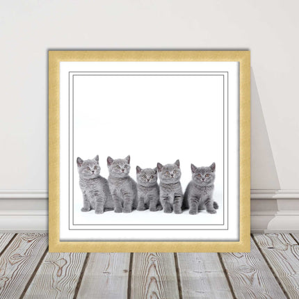 Cute Grey Kittens framed picture with print. A choice of frames and sizes square