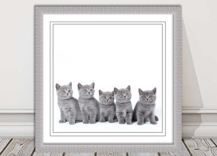 Cute Grey Kittens framed picture with print. A choice of frames and sizes square