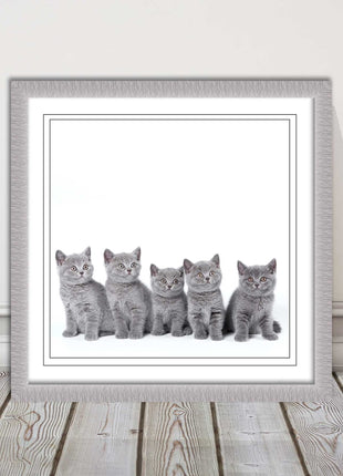 Cute Grey Kittens framed picture with print. A choice of frames and sizes square