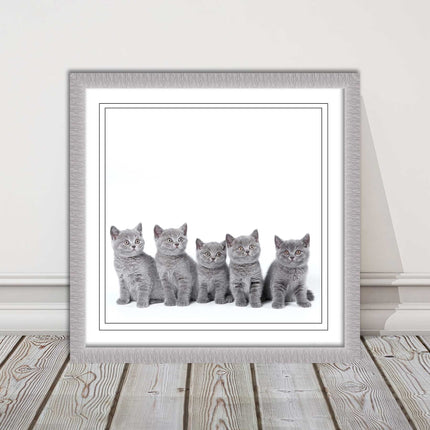 Cute Grey Kittens framed picture with print. A choice of frames and sizes square