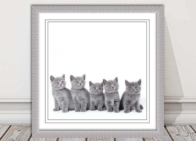 Cute Grey Kittens framed picture with print. A choice of frames and sizes square