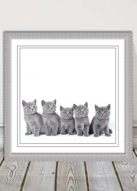 Cute Grey Kittens framed picture with print. A choice of frames and sizes square