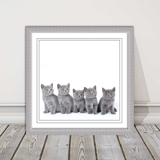 Cute Grey Kittens framed picture with print. A choice of frames and sizes square