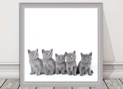 Cute Grey Kittens framed picture with print. A choice of frames and sizes square