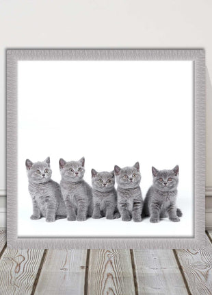 Cute Grey Kittens framed picture with print. A choice of frames and sizes square