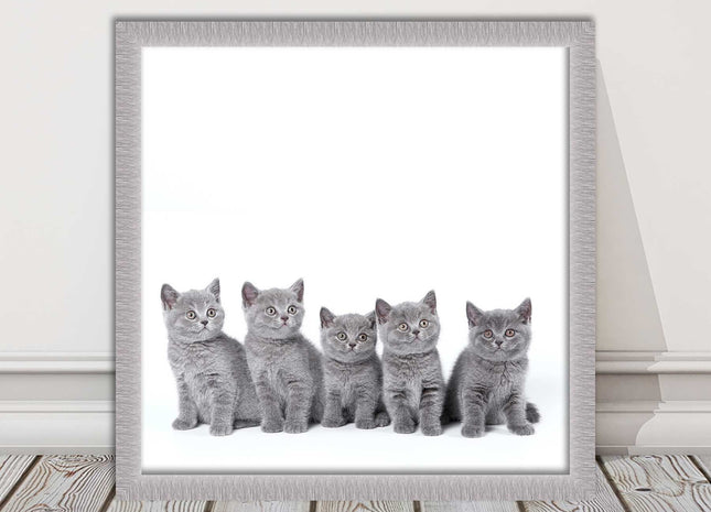 Cute Grey Kittens framed picture with print. A choice of frames and sizes square
