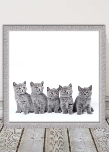 Cute Grey Kittens framed picture with print. A choice of frames and sizes square