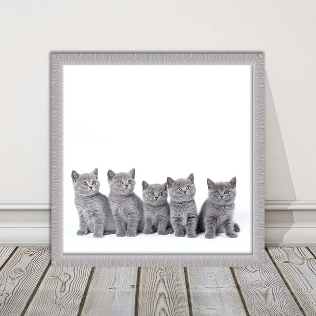 Cute Grey Kittens framed picture with print. A choice of frames and sizes square