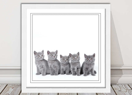 Cute Grey Kittens framed picture with print. A choice of frames and sizes square