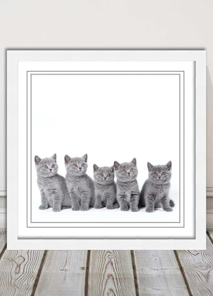 Cute Grey Kittens framed picture with print. A choice of frames and sizes square