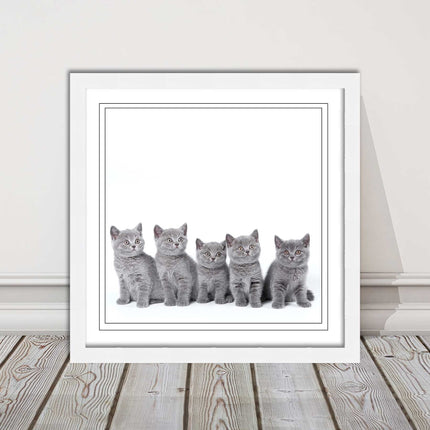 Cute Grey Kittens framed picture with print. A choice of frames and sizes square