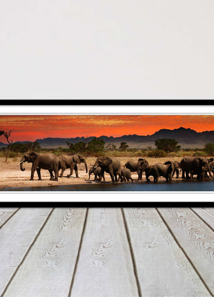 Herd of Elephants in African Savannah, at sunset. Panoramic framed picture print