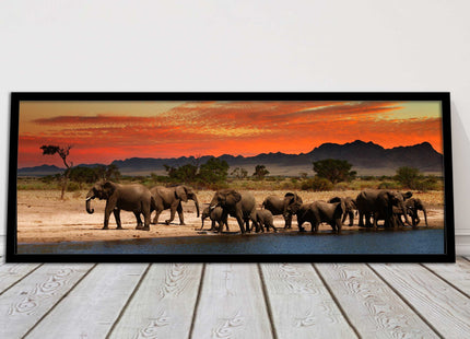 Herd of Elephants in African Savannah, at sunset. Panoramic framed picture print
