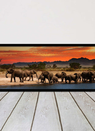 Herd of Elephants in African Savannah, at sunset. Panoramic framed picture print